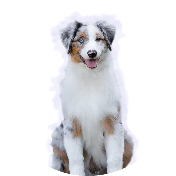 Anastion Daimond почему мы